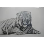 Richard Symonds, a pencil signed limited edition print of lying tiger snarling, 70.5 x 48cm