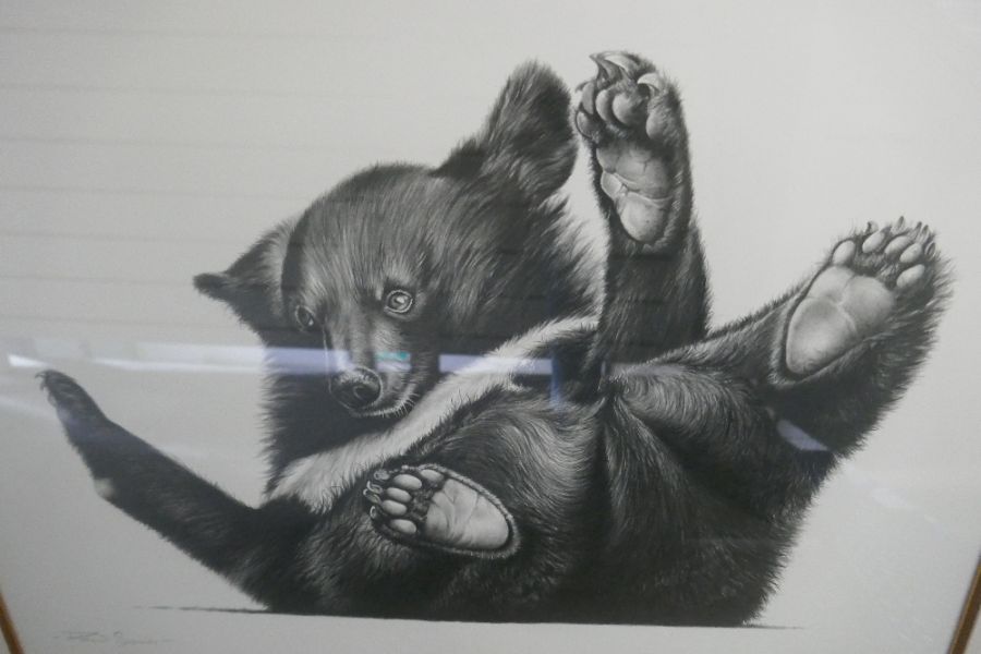 Richard Symonds, a pencil signed of young bear cub, 53 x 38cm - Image 5 of 5