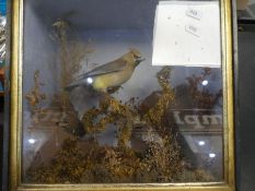 Taxidermy; a cedar waxwing in glass case