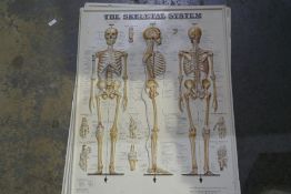 Three anatomical charts