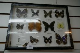 Cased butterflies