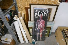 A Dimensional man kit, various rolled prints and other framed pictures