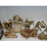 A quantity of human bones for medical training