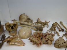 A quantity of human bones for medical training