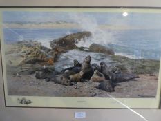 David Shepherd, a pencil signed print limited edition, titled "Elephant Seals", 1242/1500, 38 x 35.5