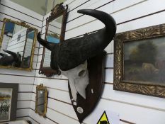 A Buffalo skull with horns mounted on oak shield from the Selous Game Reserve Tanzania, 2008