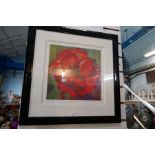 A selection of framed, pencil signed, limited edition prints all depicting poppies by Janet Judge an