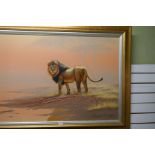 Brian Scott Dawkins, a large oil of male Lion beside water, signed 118.5cm x 79cm