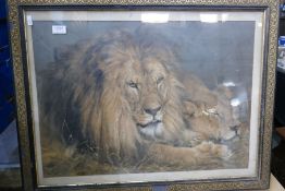 An old Pear's print of Lion and Lioness
