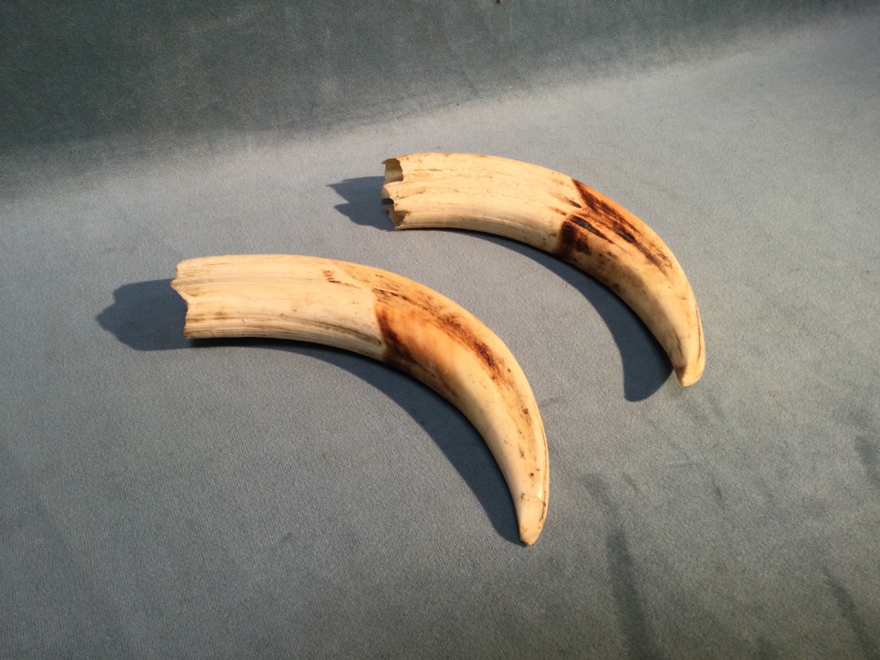 A pair of warthog tusks. (6in) (2)