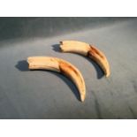 A pair of warthog tusks. (6in) (2)
