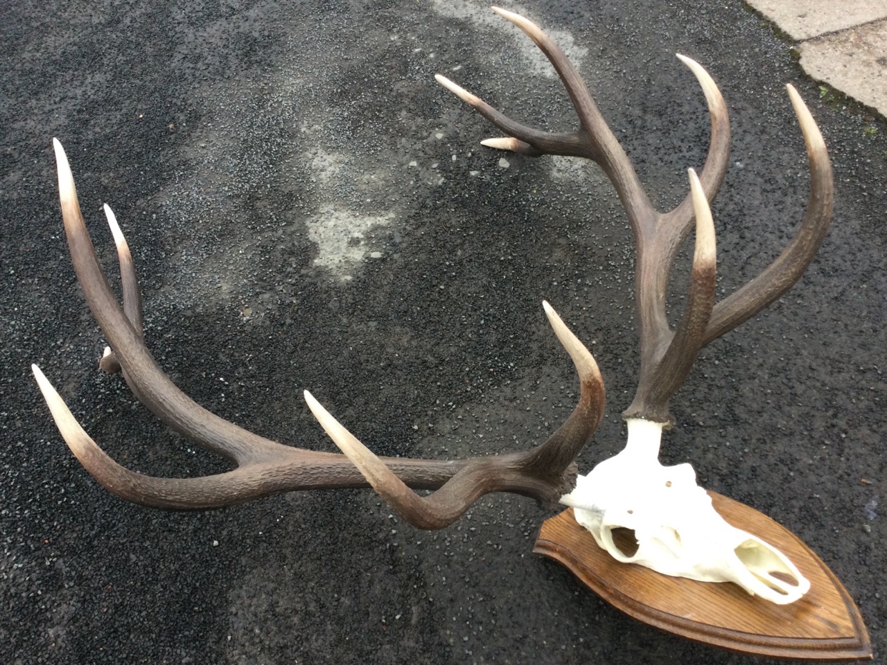 A large Royal stags head, the skull mounted on a moulded oak shield. (45in x 50in) - Image 3 of 3