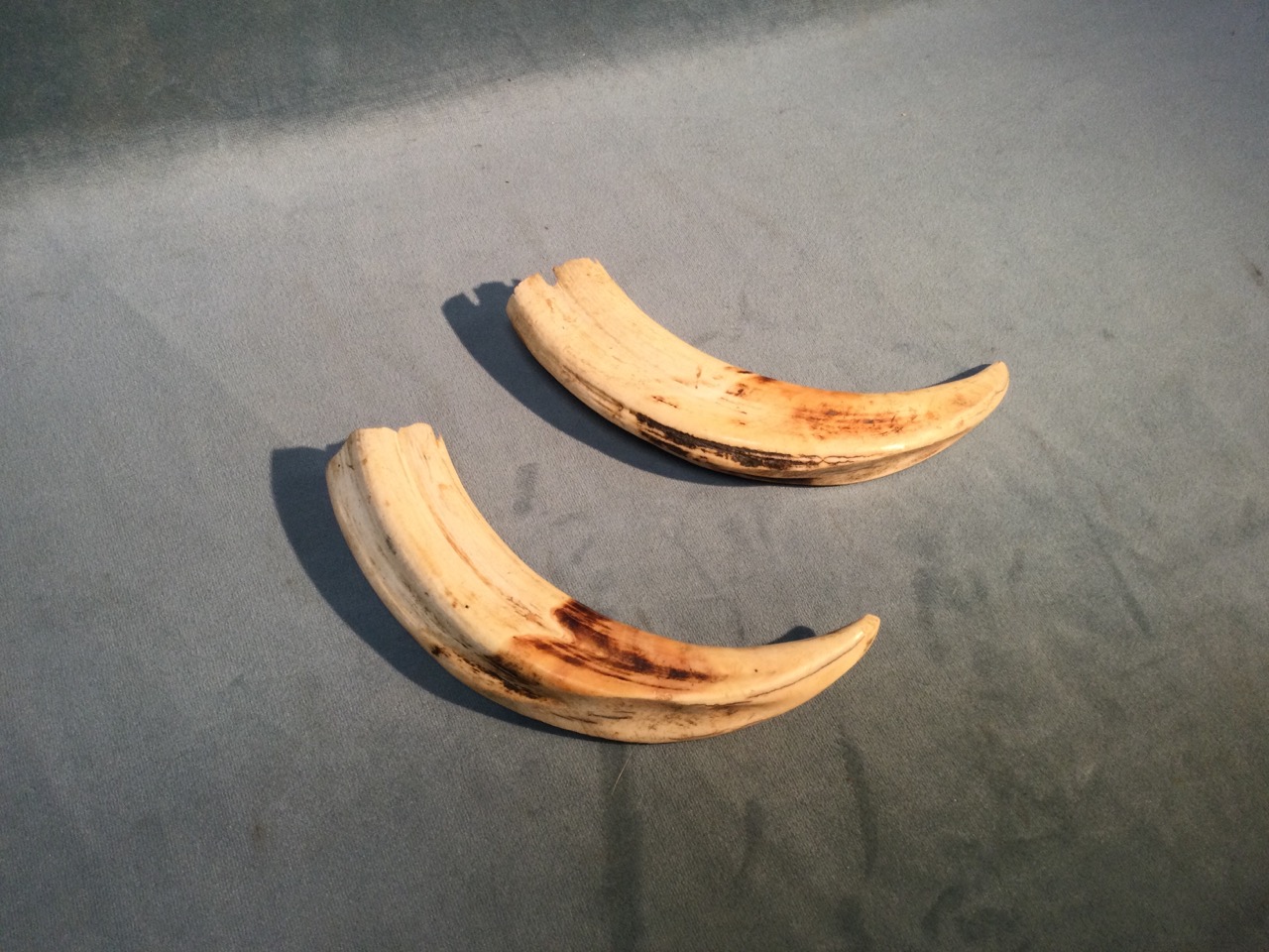A pair of warthog tusks. (6in) (2) - Image 2 of 3