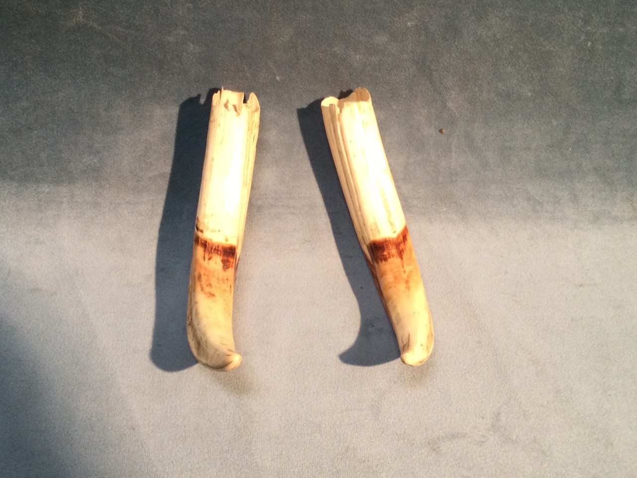 A pair of warthog tusks. (6in) (2) - Image 3 of 3