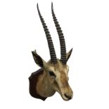 A taxidermied gazelle, the shoulder mounted beast with glass eyes and twin ribbed horns, mounted