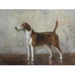 Tom Carr, watercolour, study of a foxhound titled Marquis, signed and dated, mounted & framed. (17in