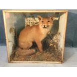 A late Victorian cased young fox, the taxidermied animal seated on its haunches in naturalistic