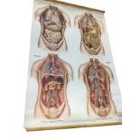 A Frohse medical anatomical chart displaying four viscera views of the chest and abdomen, the canvas