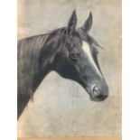 MA Morgan, pencil & charcoal study of a horse, signed & dated 1917 in pencil, laid down and in oak