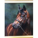 Stephen Park, oil on board, photorealist study of a horse with leather bridle, signed & gilt framed.