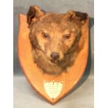 A 1909 taxidermied fox head, the beast with glass eyes mounted on an oak shield with details