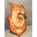 An Atherstone Hunt fox head dated 1919 mounted on an oak shield, by R Spicer & Sons, taxidermists,