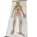A Dr Schlüter Frohse anatomical education wallchart, the lifesize print displaying the circulatory