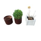 A pair of brown glazed terracotta garden pots - one with boxwood bush; and a painted square panelled