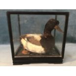A taxidermied glass eyed dead duck in ebonised glazed case on cushion moulded plinth. (10.75in x 7.