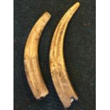 A Victorian tapering curved walrus tusk - repaired - 23.5in; and another similar with reduced