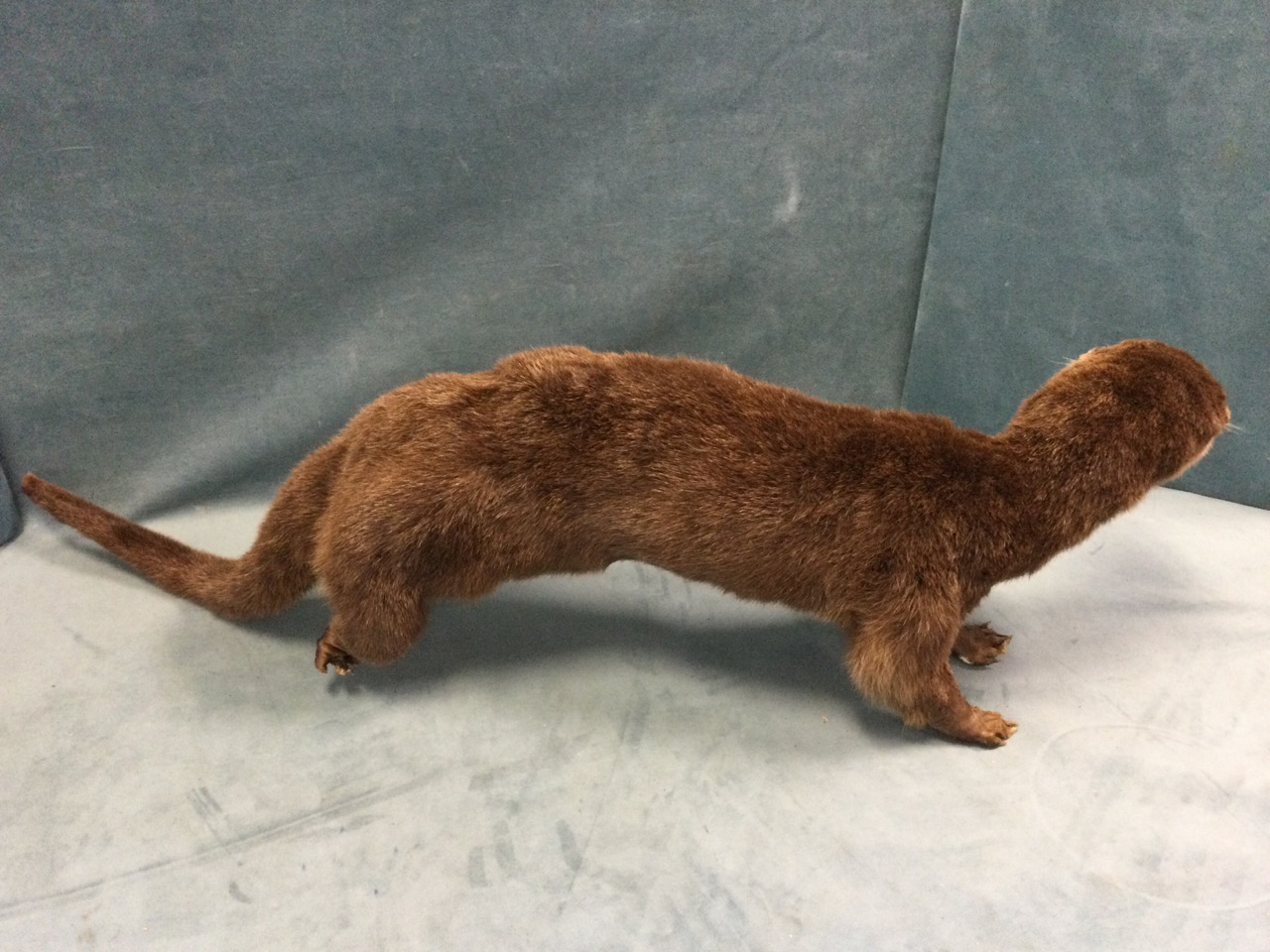 A taxidermied otter, the animal with glass eyes and extended tail. (37in) - Image 2 of 3