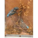 A pair of taxidermied kingfishers, the birds mounted on twigs in a naturalistic setting, enclosed in