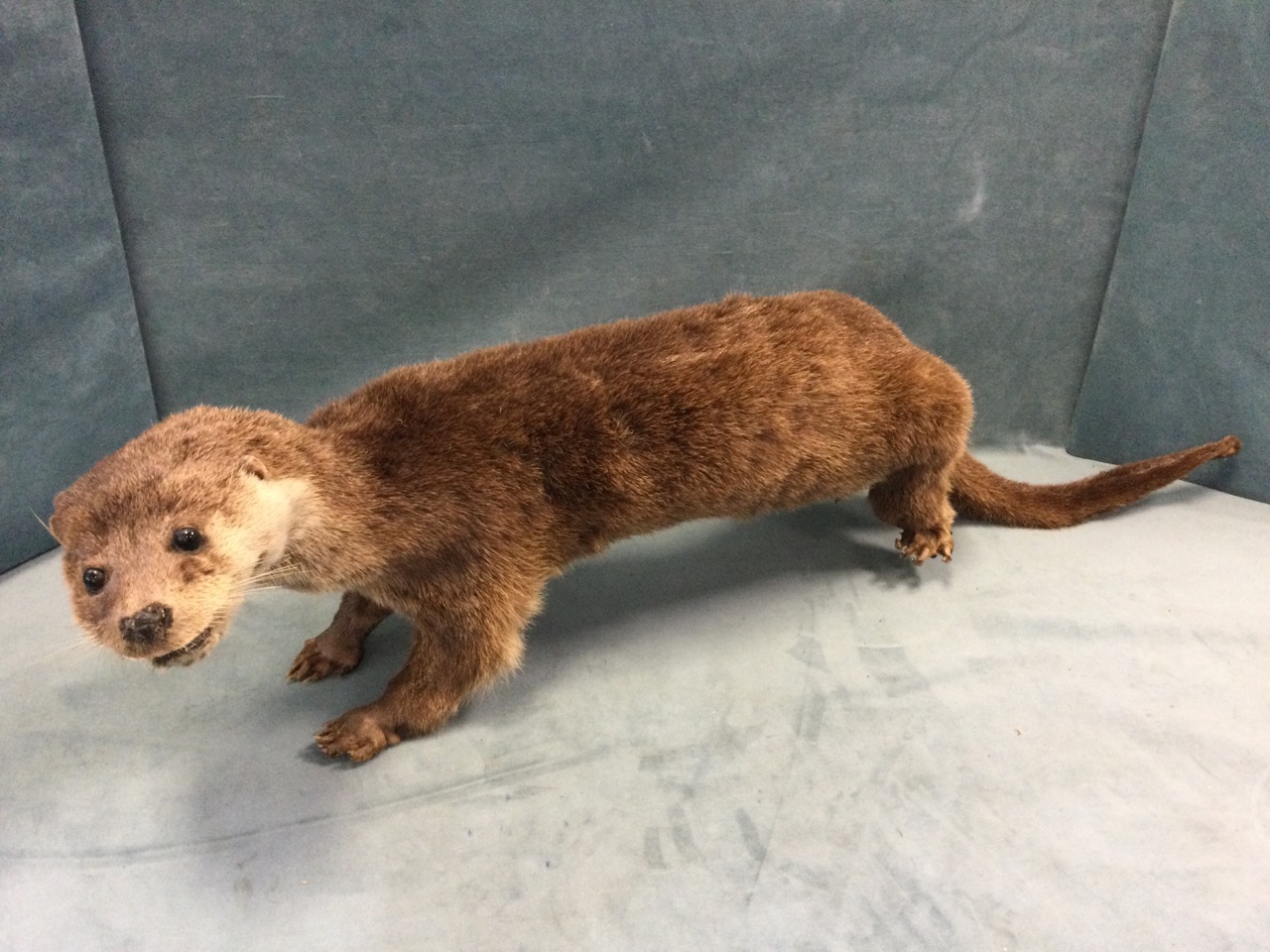 A taxidermied otter, the animal with glass eyes and extended tail. (37in)