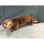 A taxidermied otter, the animal with glass eyes and extended tail. (37in)