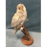 A taxidermied owl with glass eyes, mounted on a log with mouse in its claw, raised on circular