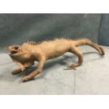 A taxidermied lizard with glass eyes and curled tail. (25.5in)