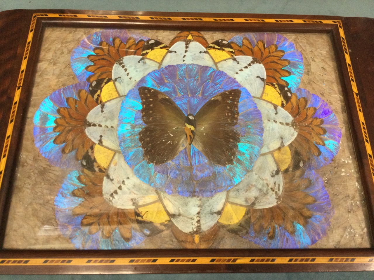 A rectangular butterfly wing tray with panel under glass framed by boxwood chequered band, with - Bild 3 aus 3