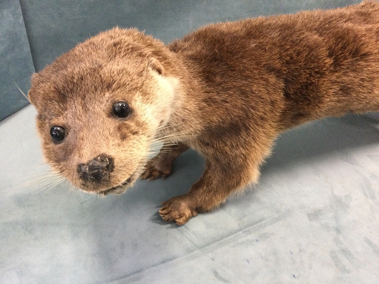 A taxidermied otter, the animal with glass eyes and extended tail. (37in) - Image 3 of 3