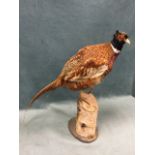 A taxidermy cock pheasant, the bird with glass eyes, standing on a birch log base. (24in)