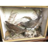 A cased pair of taxidermied moorhens, the birds in naturalist setting with gilt frame to case. (20.