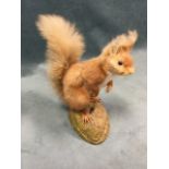 A taxidermy red squirrel, the animal with glass eyes, naturalisticly mounted on a log base. (10in)