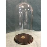 A large glass dome on circular moulded hardwood stand. (24in)