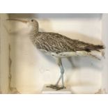 A square cased taxidermied curlew, the bird mounted on block in ebonised box - lacking glass. (