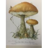 Elizabeth Cameron, limited edition print of mushrooms, Orange Birch Bolete, signed in pencil &