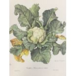 Elizabeth Cameron, coloured print of a cauliflower, signed in pencil & numbered, framed. (21.5in x