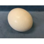 A blown ostrich egg. (6in)
