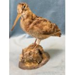 A taxidermied woodcock, the bird perched on naturalistic log base. (10.75in)