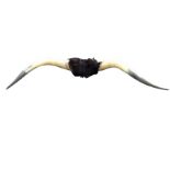 A pair of large twisted cow horns with skin wall mount. (49in)