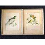 A pair of nineteenth century Gould/Hart ornithological coloured lithographic prints, titled