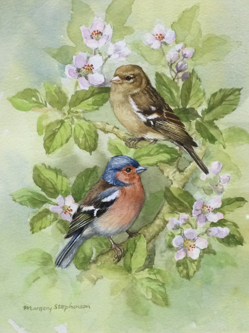 Margery Stephenson, watercolour, study of chaffinches and apple blossom, signed, mounted & framed; - Bild 3 aus 3